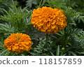萬壽菊特寫2輪1 118157859
