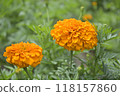 萬壽菊特寫2輪2 118157860