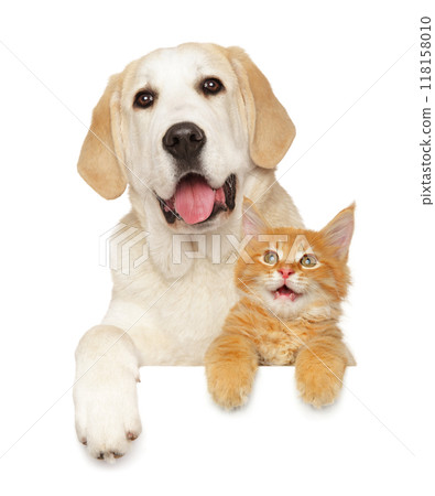 Labrador Retriever with Maine Coon Kitten 118158010