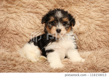Adorable Biewer Yorkie Puppy on Fluffy Rug 118158013