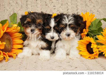 Adorable Biewer Yorkie Puppies with Sunflowers Adorable Biewer Yorkie Puppies with Sunflowers 118158014