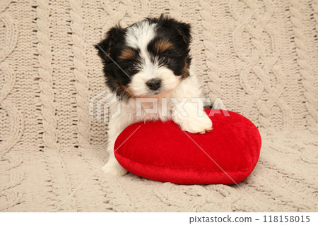 Adorable Biewer Yorkie Puppy with Red Pillow 118158015