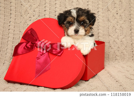 Puppy in Red Heart-Shaped Gift Box 118158019