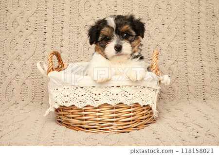 Biewer Yorkie Puppy in a Wicker Basket 118158021