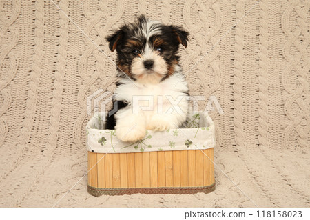 Biewer Yorkie Puppy Sitting in a Basket Biewer Yorkie Puppy Sitting in a Basket 118158023