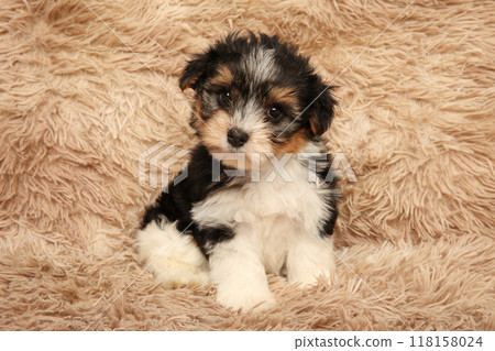 Adorable Biewer Yorkie Puppy on Fluffy Blanket 118158024