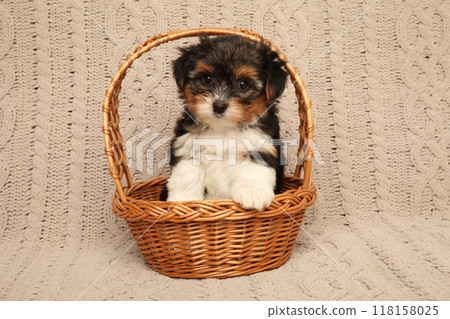 Adorable Puppy Sitting in a Basket Adorable Puppy Sitting in a Basket 118158025