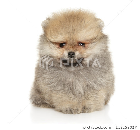 Fluffy Pomeranian Puppy Sitting on White Background Fluffy Pomeranian Puppy Sitting on White Background 118158027