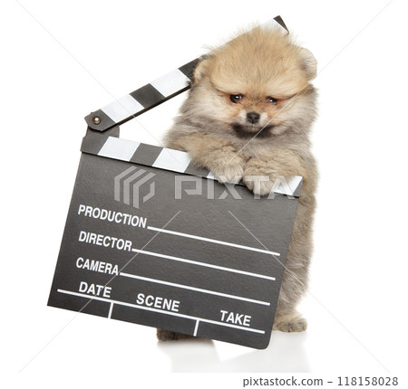 Pomeranian Puppy Holding Movie Clapperboard Pomeranian Puppy Holding Movie Clapperboard 118158028