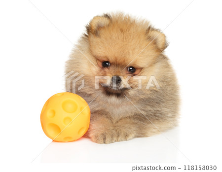 Pomeranian Spitz Puppy with Toys on White Background Pomeranian Spitz Puppy with Toys on White Background 118158030