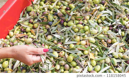 Hand touching olive for production of Extra virgin Oil 118158045