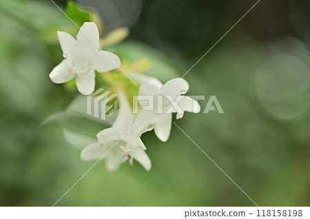 White pretty flower 118158198