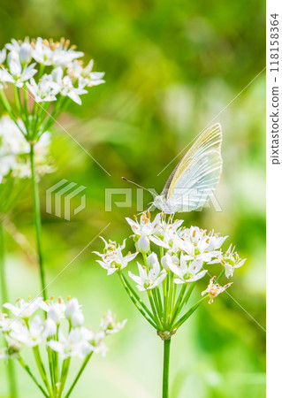 A cabbage white butterfly has arrived on a Chinese chive flower. 118158364