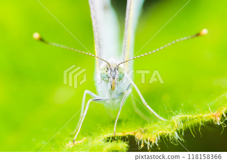 Cabbage white butterfly from the front Cabbage white butterfly from the front 118158366