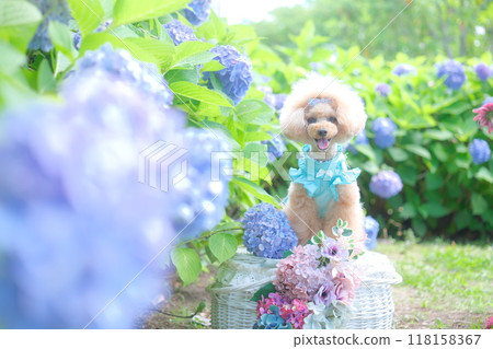 Hydrangea and Toy Poodle 118158367