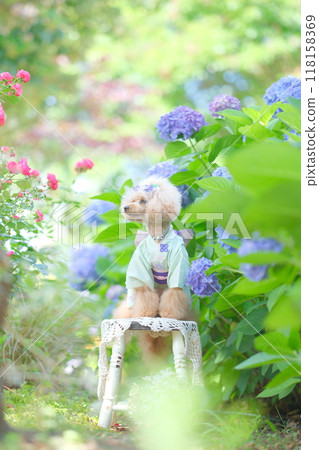 繡球花和玩具貴賓犬 118158369