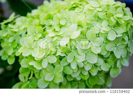 Stunning Close-Up of Fresh and Delicate Green Hydrangea Flowers Capturing Natures Beauty Stunning Close-Up of Fresh and Delicate Green Hydrangea Flowers Capturing Natures Beauty 118158402