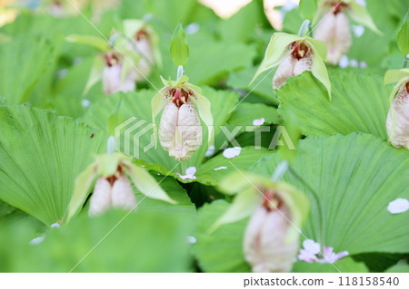 Kumagai-sou flowers in full bloom 118158540