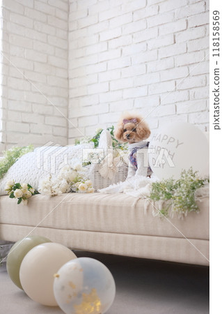 氣球和玩具貴賓犬 氣球和玩具貴賓犬 118158569