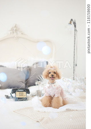 閃光床與玩具貴賓犬 118158600