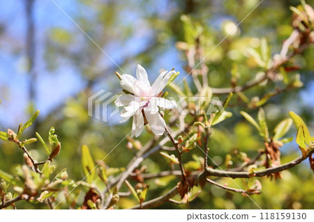 Flowers of Sidekobushi 118159130