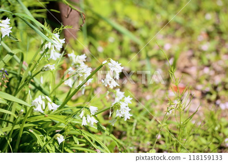 Refreshing Scilla flowers Refreshing Scilla flowers 118159133