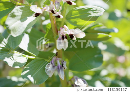 蠶豆花河內一筍 118159137