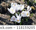 Spring scenery in April: White crocuses, cute flowers that let you feel the coming of spring Spring scenery in April: White crocuses, cute flowers that let you feel the coming of spring 118159205