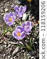 Spring scenery in April: Cute flowers that make you feel the coming of spring: pale purple crocuses Spring scenery in April: Cute flowers that make you feel the coming of spring: pale purple crocuses 118159206