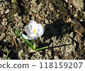 Spring scenery in April: White crocuses, cute flowers that let you feel the coming of spring Spring scenery in April: White crocuses, cute flowers that let you feel the coming of spring 118159207