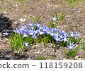 Early spring flower beds: The lovely Chionodoxa brightens up the garden and heralds the arrival of spring. Early spring flower beds: The lovely Chionodoxa brightens up the garden and heralds the arrival of spring. 118159208