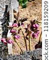 It has strong cold resistance and is a popular plant in spring gardens in Hokkaido. It has strong cold resistance and is a popular plant in spring gardens in Hokkaido. 118159209