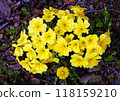 Primula brightens up flower beds in early spring with its rich flower colors and cute flower shapes. Primula brightens up flower beds in early spring with its rich flower colors and cute flower shapes. 118159210