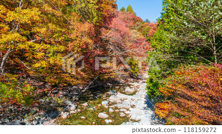 Akazawa Valley (Autumn) 118159272