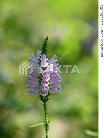 Hanatraneo(花虎尾巴) Hanatraneo(花虎尾巴) 118159308
