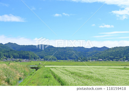 在白馬山腳的蕎麥領域 118159418
