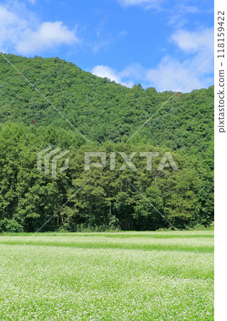 Buckwheat field at the foot of Hakuba mountain 118159422