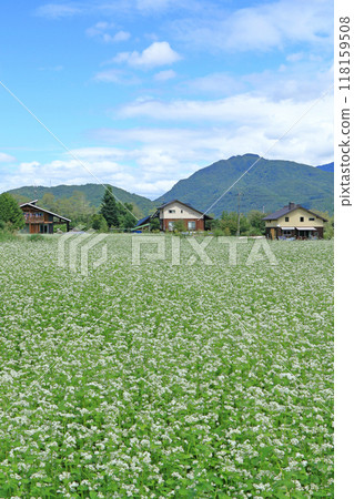 在白馬山腳的蕎麥領域 在白馬山腳的蕎麥領域 118159508