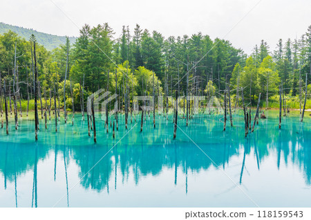 Summer in Hokkaido, Biei, the mysterious Shirogane Blue Pond 118159543