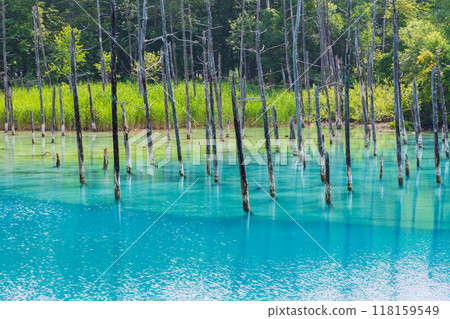 夏季北海道美瑛神秘的白銀藍池 夏季北海道美瑛神秘的白銀藍池 118159549
