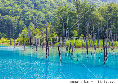 夏季北海道美瑛神秘的白銀藍池 夏季北海道美瑛神秘的白銀藍池 118159550