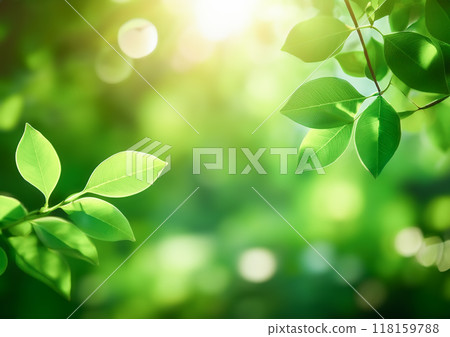 沐浴在光下的樹葉的生態形象 118159788