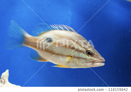 Nenbutdai, Ishimochi, Saltwater fish, Fish 118159842