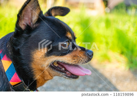 遛狗，吉娃娃，迷你別針 118159896