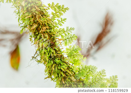 Yakushima Shiratani Unsuikyo, a member of the genus Spirochete (February Yakushima Shiratani Unsuikyo, a member of the genus Spirochete (February 118159929