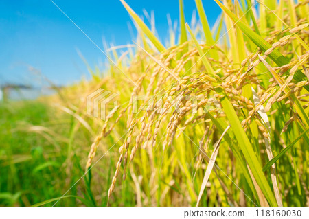 Golden ears of rice 118160030