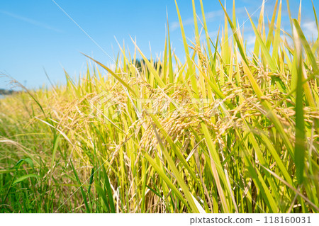 金色的稻穗 118160031