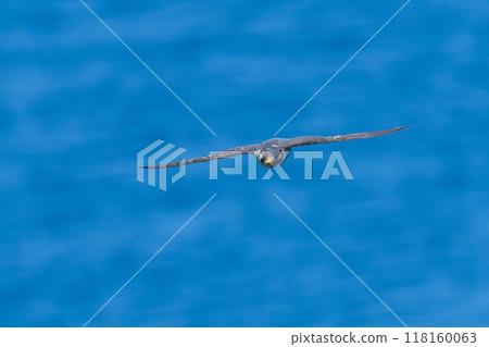 An adult Peregrine Falcon circling leisurely with the Sea of Japan in the background 118160063