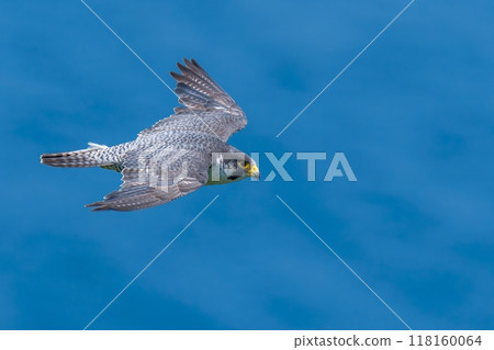 Adult peregrine falcon flying calmly with the Sea of Japan in the background 118160064