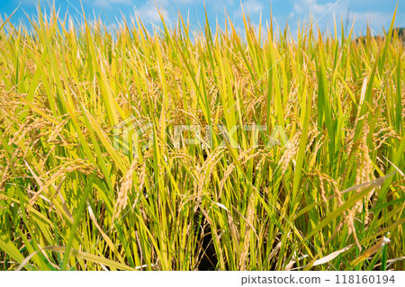 Golden ears of rice 118160194